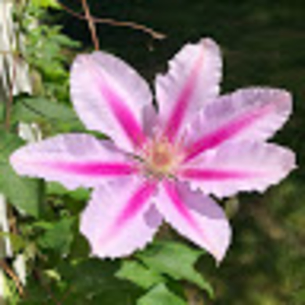 Meet your Posher, Patricia